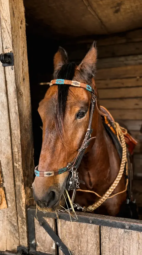 Retrato de uno de los caballos junto al establo