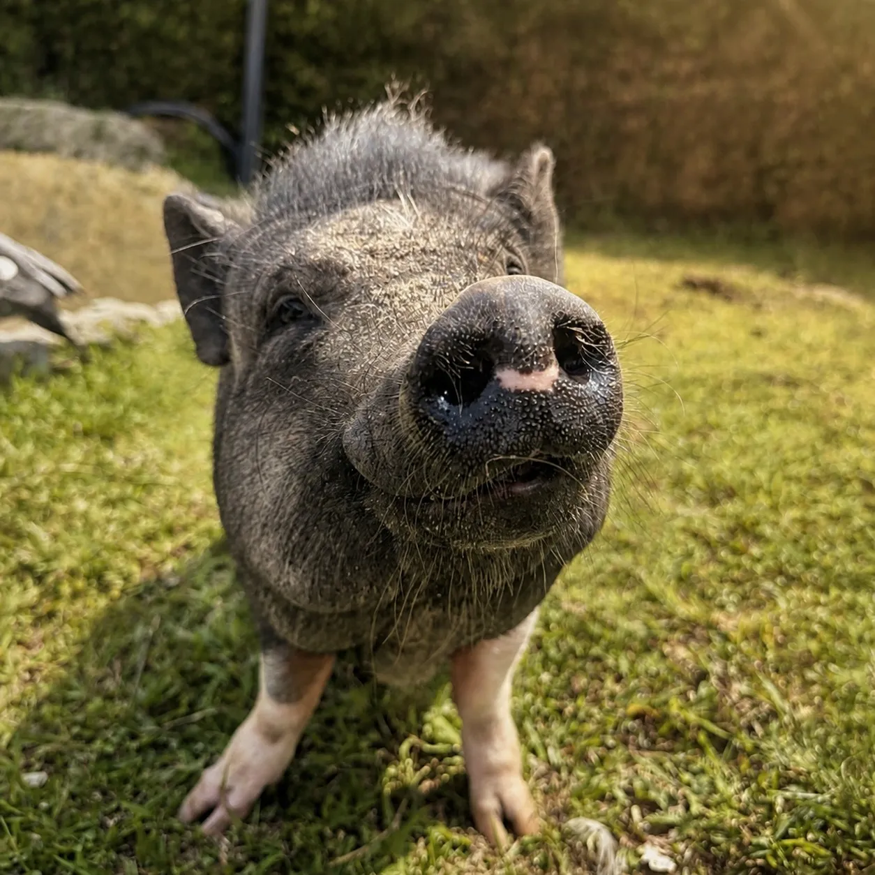 Mini cerdos en la zona de granja del glamping
