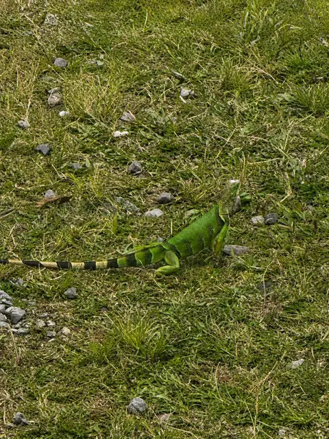 Iguana en una zona verde del glamping
