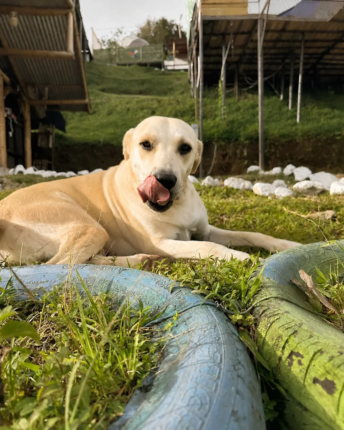 Lupita, la perrita de Cumbre de los Molinos